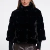 feline.7002611 black 01